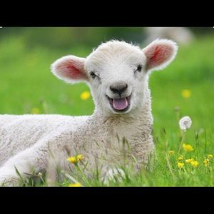 More L.A.M.B items listing today!